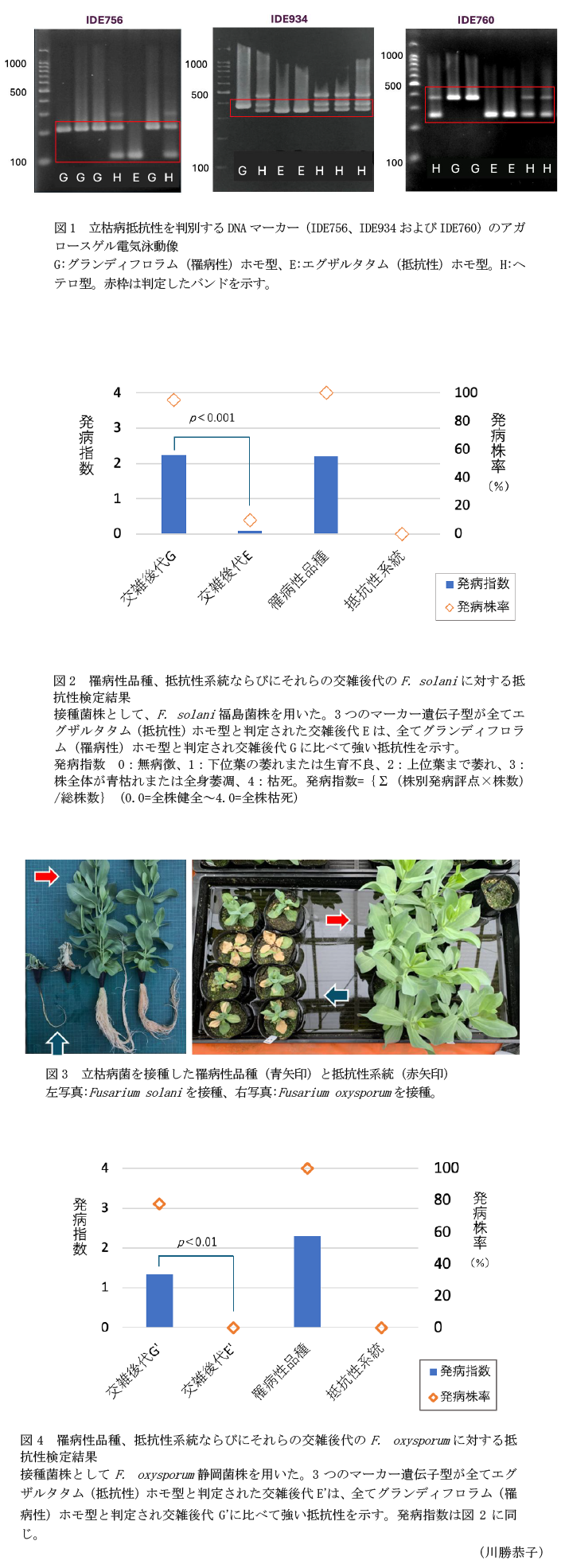 図1 立枯病抵抗性を判別するDNAマーカー(IDE756、IDE934およびIDE760)のアガロースゲル電気泳動像,図2 罹病性品種、抵抗性系統ならびにそれらの交雑後代のF. solaniに対する抵抗性検定結果,図3 立枯病菌を接種した罹病性品種(青矢印)と抵抗性系統(赤矢印),図4 罹病性品種、抵抗性系統ならびにそれらの交雑後代のF. oxysporumに対する抵抗性検定結果