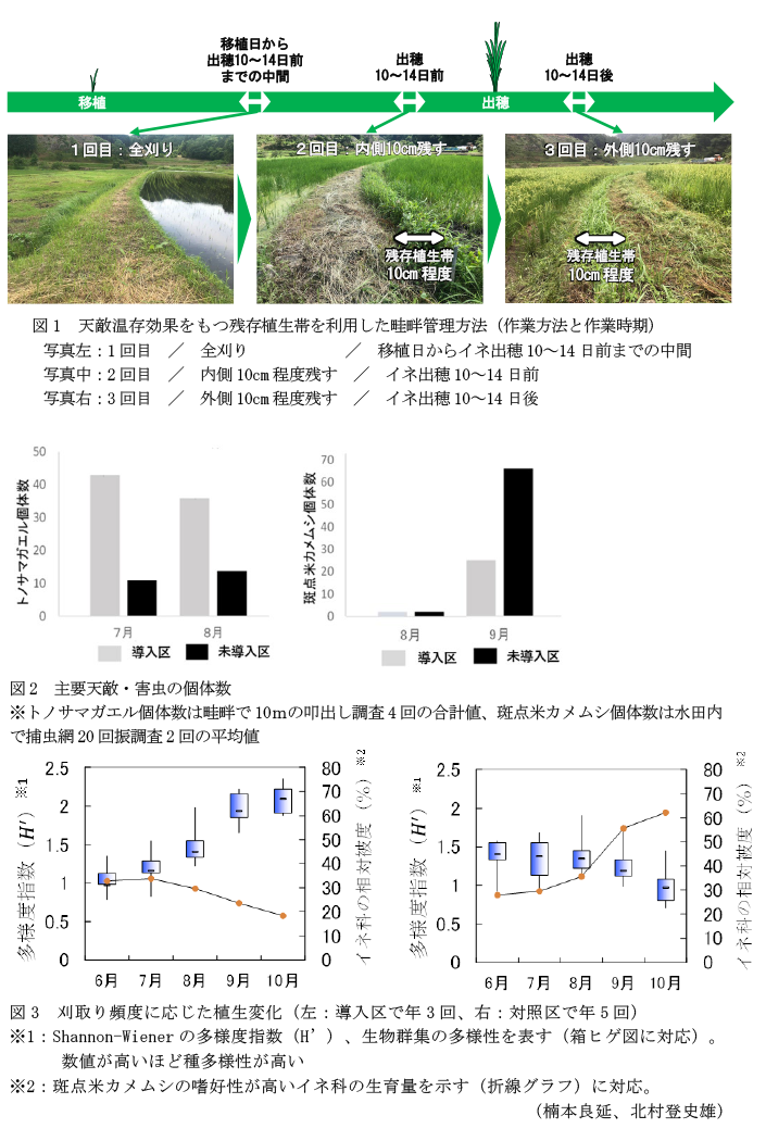 図1 天敵温存効果をもつ残存植生帯を利用した畦畔管理方法(作業方法と作業時期),図2 主要天敵・害虫の個体数,図3 刈取り頻度に応じた植生変化(左:導入区で年3回、右:対照区で年5回)