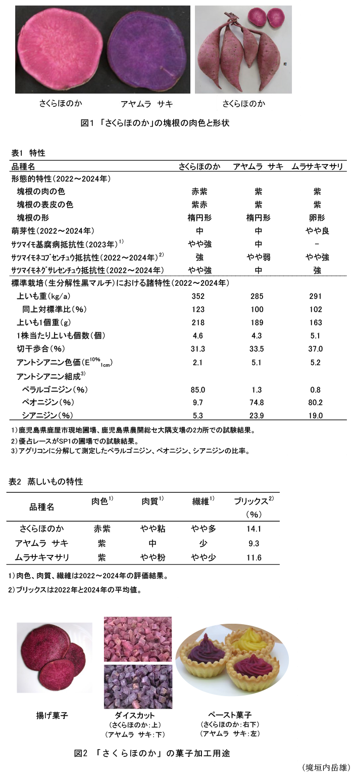 図1 「さくらほのか」の塊根の肉色と形状,表1 特性,表2 蒸しいもの特性,図2 「さくらほのか」の菓子加工用途
