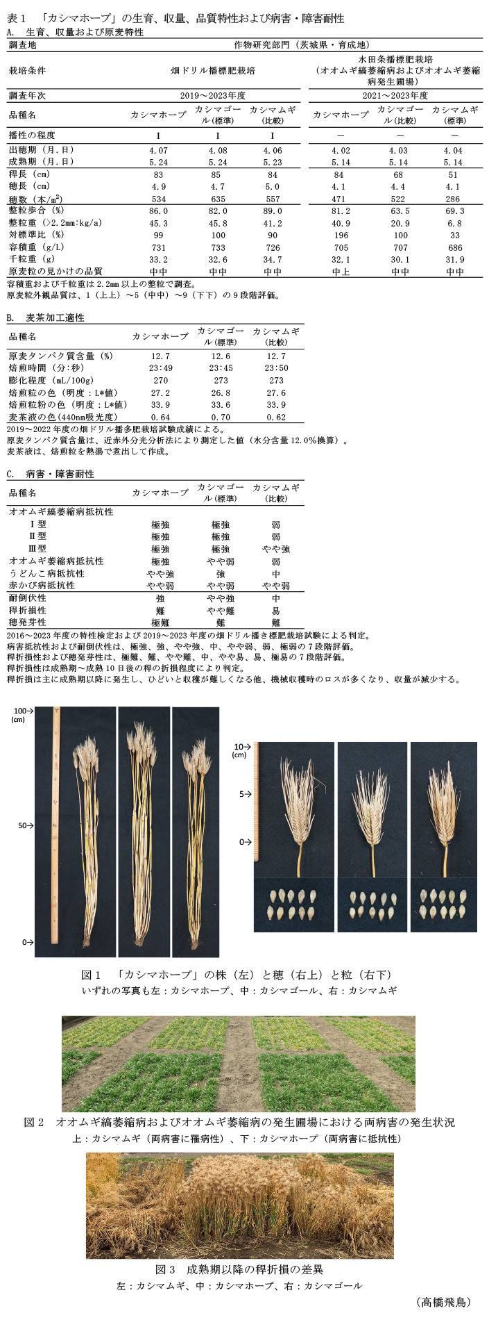 表1 「カシマホープ」の生育、収量、品質特性および病害・障害耐性,図1 「カシマホープ」の株(左)と穂(右上)と粒(右下),図2 オオムギ縞萎縮病およびオオムギ萎縮病の発生圃場における両病害の発生状況,図3 成熟期以降の稈折損の差異
