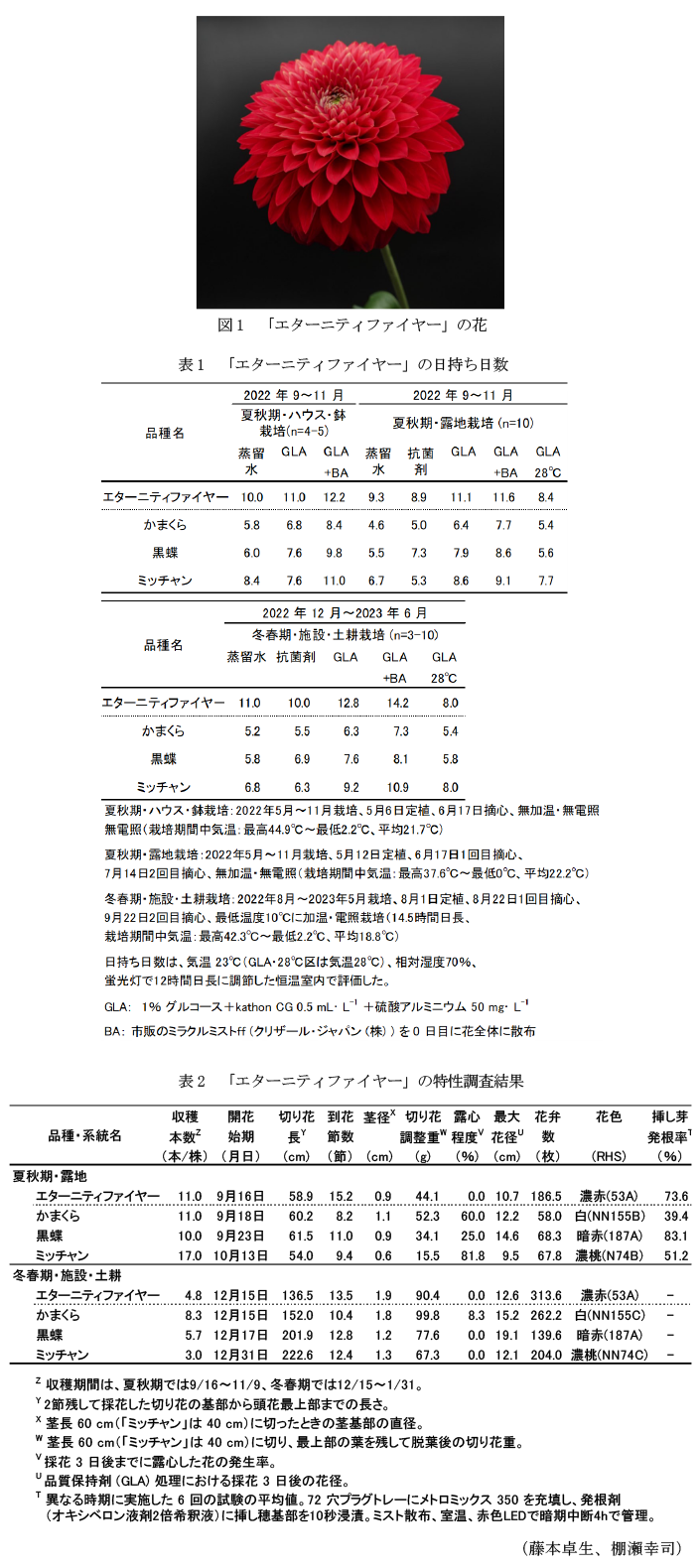 図1 「エターニティファイヤー」の花,表1 「エターニティファイヤー」の日持ち日数,表2 「エターニティファイヤー」の特性調査結果