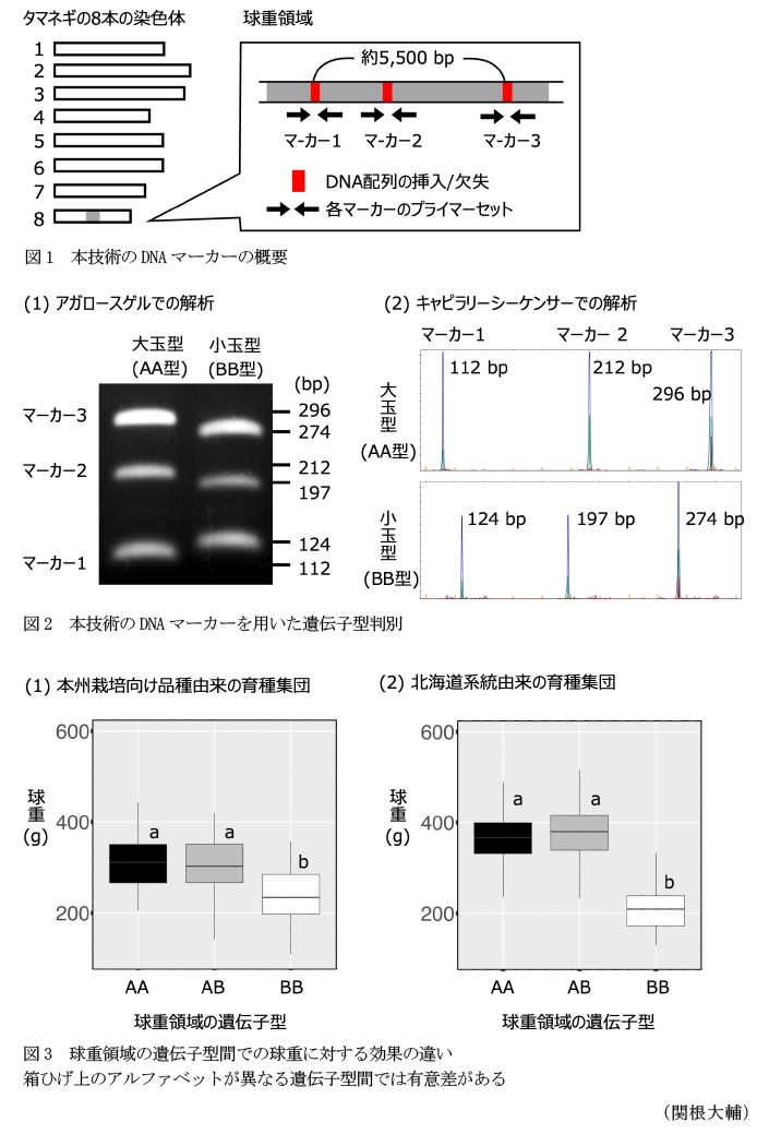 図1 本技術のDNAマーカーの概要,図2 本技術のDNAマーカーを用いた遺伝子型判別,図3 球重領域の遺伝子型間での球重に対する効果の違い