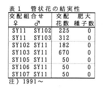 表1 管状花の結実性