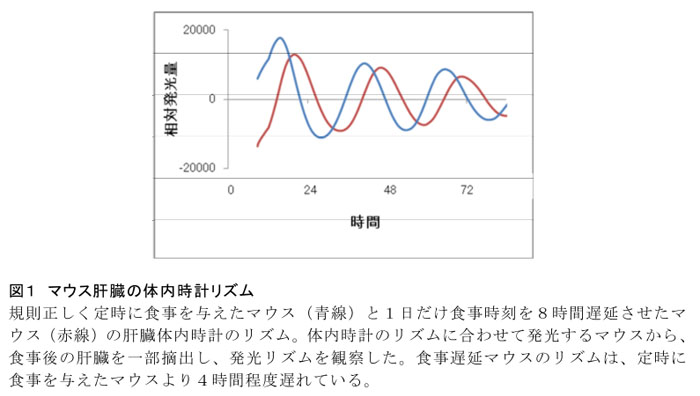 図1 マウス肝臓の体内時計リズム