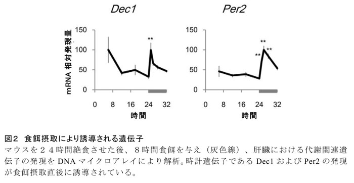 図2 食餌摂取により誘導される遺伝子