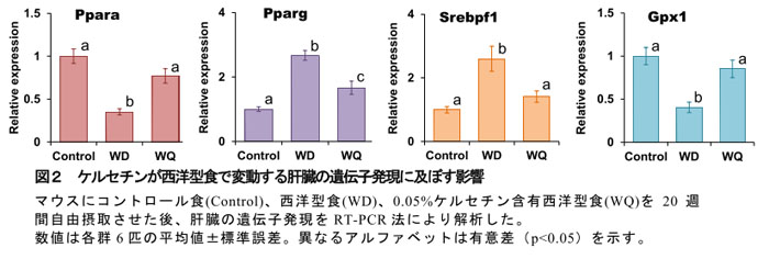 図2 ケルセチンが西洋型食で変動する肝臓の遺伝子発現に及ぼす影響