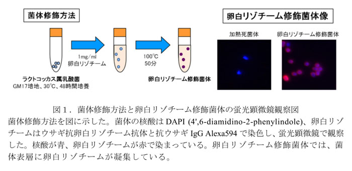 図1.菌体修飾方法と卵白リゾチーム修飾菌体の蛍光顕微鏡観察図