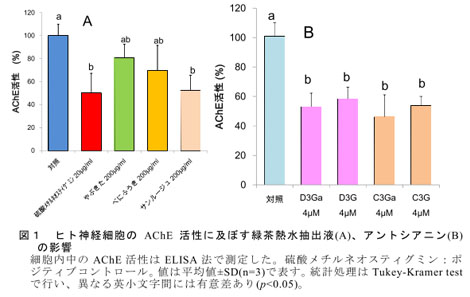 図1 ヒト神経細胞のAChE活性に及ぼす緑茶熱水抽出液(A)、アントシアニン(B)の影響