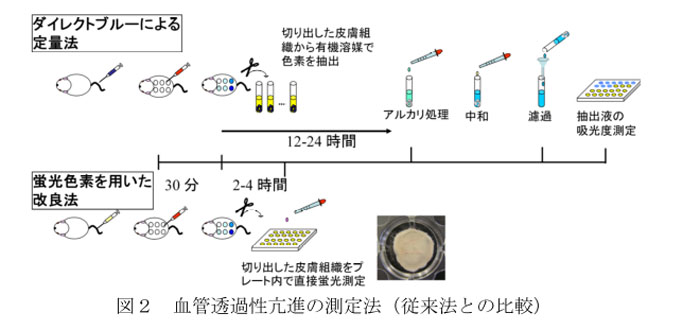 図2 血管透過性亢進の測定法(従来法との比較)