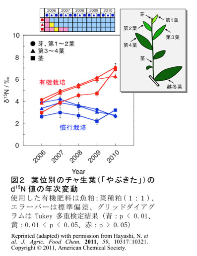 図2 葉位別のチャ生葉(「やぶきた」)のδ15N値の年次変動