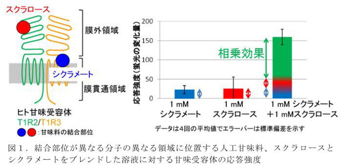 図1.結合部位が異なる分子の異なる領域に位置する人工甘味料、スクラロースとシクラメートをブレンドした溶液に対する甘味受容体の応答強度