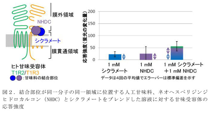 図2.結合部位が同一分子の同一領域に位置する人工甘味料、ネオヘスペリジンジヒドロカルコン(NHDC)とシクラメートをブレンドした溶液に対する甘味受容体の応答強度