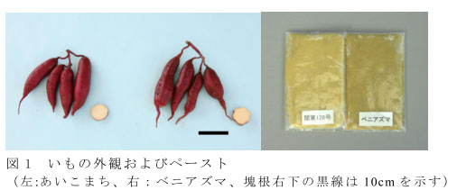 図1 いもの外観およびペースト(左:あいこまち、右:ベニアズマ、塊根右下の黒線は10cmを示す)