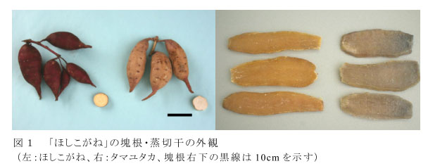 図1 ほしこがねの塊根・蒸切干の外観