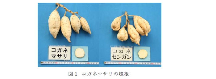 図1 コガネマサリの塊根