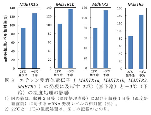 図3 エチレン受容体遺伝子( MdETR1a, MdETR1b, MdETR2, MdETR5 )の発現に及ぼす22°C(無予冷)と-3°C(予冷)の温度処理の影響
