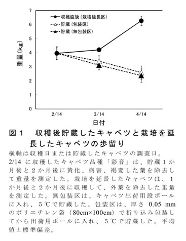 図1 収穫後貯蔵したキャベツと栽培を延長したキャベツの歩留り