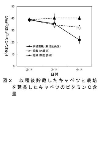 図2 収穫後貯蔵したキャベツと栽培を延長したキャベツのビタミンC含量