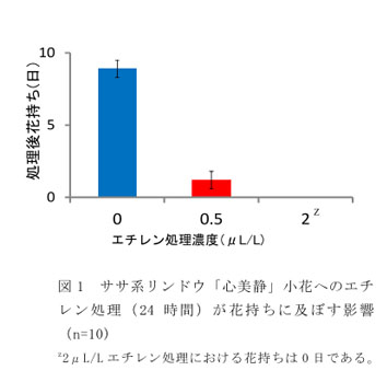 図1 ササ系リンドウ「心美静」小花へのエチレン処理(24時間)が花持ちに及ぼす影響