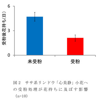 図2 ササ系リンドウ「心美静」小花への受粉処理が花持ちに及ぼす影響