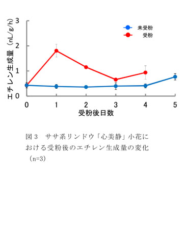 図3 ササ系リンドウ「心美静」小花における受粉後のエチレン生成量の変化