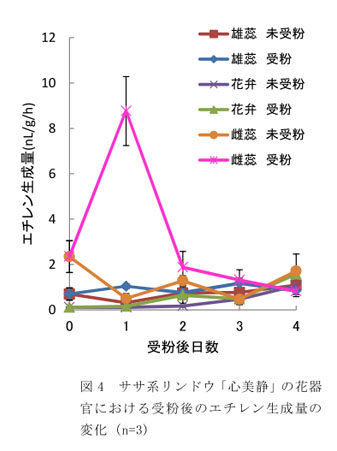 図4 ササ系リンドウ「心美静」の花器官における受粉後のエチレン生成量の変化