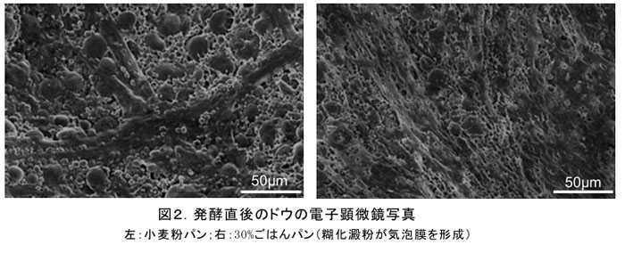 図2.発酵直後のドウの電子顕微鏡写真