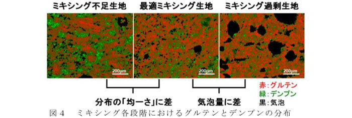 図4 ミキシング各段階におけるグルテンとデンプンの分布