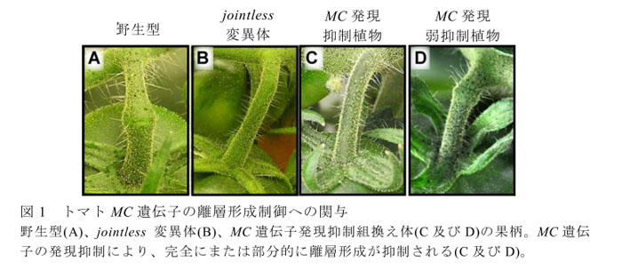 図1 トマトMC遺伝子の離層形成制御への関与