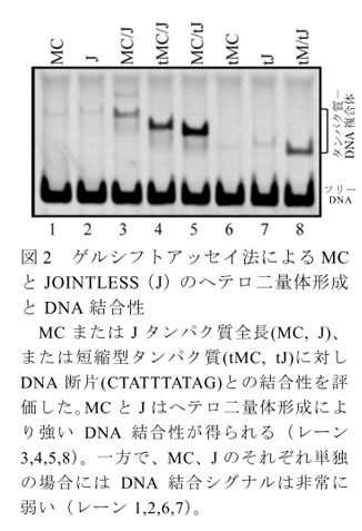 図2 ゲルシフトアッセイ法によるMCとJOINTLESS(J)のヘテロ二量体形成とDNA結合性