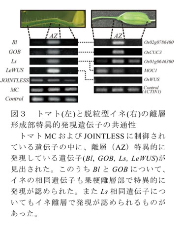 図3 トマト(左)と脱粒型イネ(右)の離層形成部特異的発現遺伝子の共通性