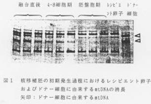 図1.核移植胚の初期発生過程におけるレンピエント卵子およびドナー細胞に由来するmtDNAの消長