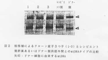 図2.核移植によるクローン産子3つ子(1-3)とレシピエント側卵巣あるいはドナー側供胚牛間とのmtDNAタイプの比較