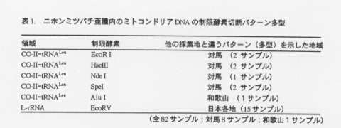 表.ニホンミツバチ亜種内のミトコンドリアDNAの制限酵素切断パターン多型