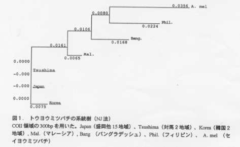 図.トウヨウミツバチの系統樹