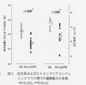 図2.近交計およびミトコンドリアコンジェニックマウス間での運動能力の差異