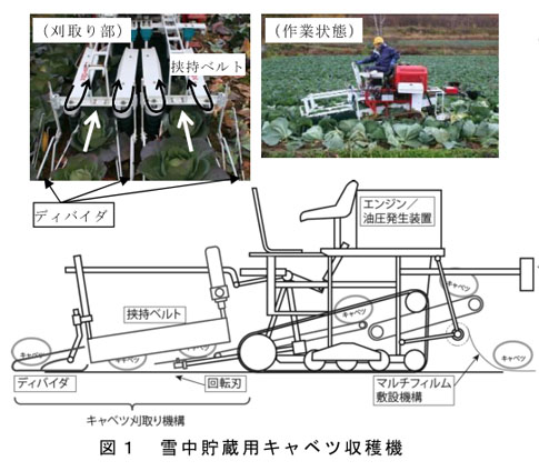 図1 雪中貯蔵用キャベツ収穫機