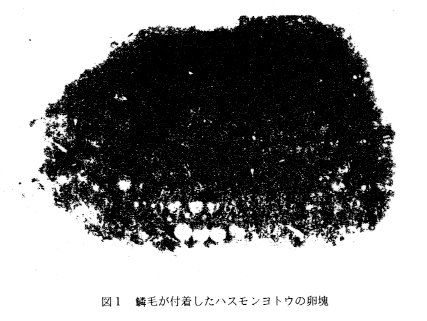 図1 鱗毛が付着したハスモンヨトウの卵塊