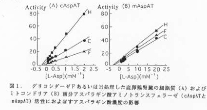 図1 グリコシダーゼFあるいはH処理した産卵鶏腎臓の細胞質およびミトコンドリア