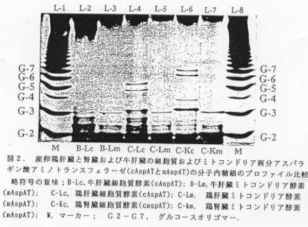 図2 産卵鶏肝臓と腎臓および牛肝臓の細胞質及びミトコンドリア画分アスパラギン酸アミノトランスフェラーゼの分子内糖鎖のプロファイル比較