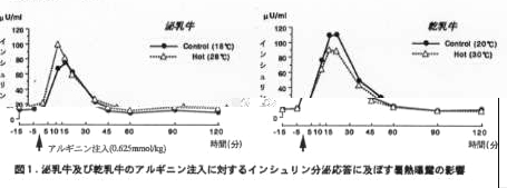 図1 泌乳牛および乾乳牛のアルギニン注入に対するインシュリン分泌応答に及ぼす暑熱曝露の影響