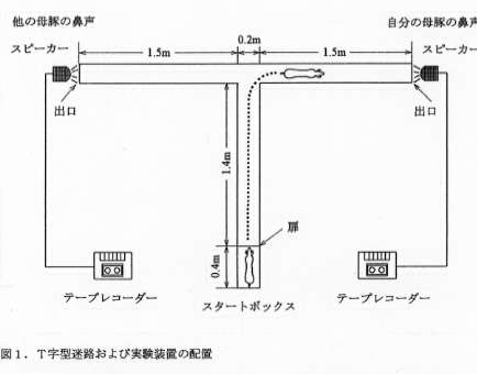 図1 T字型迷路および実験装置の配置