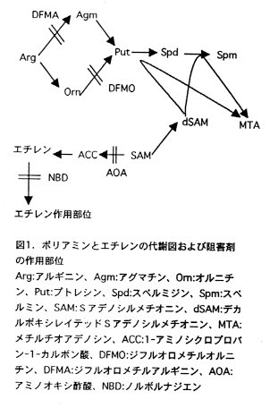 図1 ポリアミンとエチレンの代謝図および阻害剤の作用部位