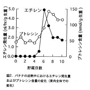図2 バナナの追熟中におけるエチレン発生量およびプトレシン含量の変化