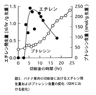 図3 バナナ果肉の切断後におけるエチレン発生量およびプトレシン含量の変化