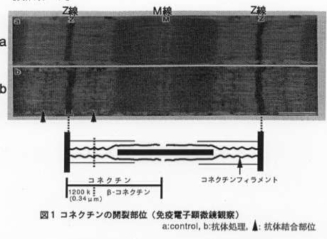 図1 コネクチンの開裂部位