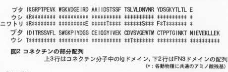 図2 コネクチンの部分配列