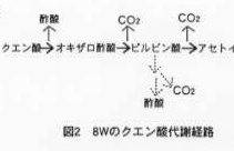 図2 8Wのクエン酸代謝経路