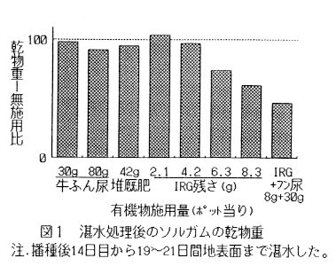 図1 湛水処理後のソルガムの乾物重