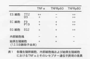 表1.各種生殖幹細胞、内部細胞塊および始原生殖細胞におけるTNFαとそのレセプター遺伝子発現の差異